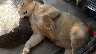 しげぞうライオン Amazon.co.jp: ZGSYH 大型ライオンヘッド壁装飾、新しい手作り