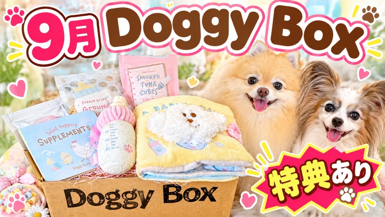 Doggy Box ドギーボックス 犬用おもちゃ 大量セット ドギーボックス】9月号開封します‼️特別なクーポンあります🐶愛犬の