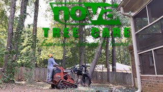 Maple removal Timelapse - Nova Tree Care