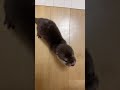 カワウソの赤ちゃん ぼくだっておこるんだぞっ!!! Apollo has become Godzilla