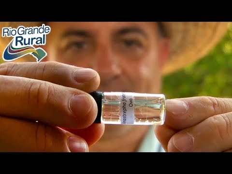 Vídeo: Interações Tefritídeo-microbianas Para Melhorar O Desempenho Da Mosca Da Fruta Em Programas De Técnicas De Insetos Estéreis