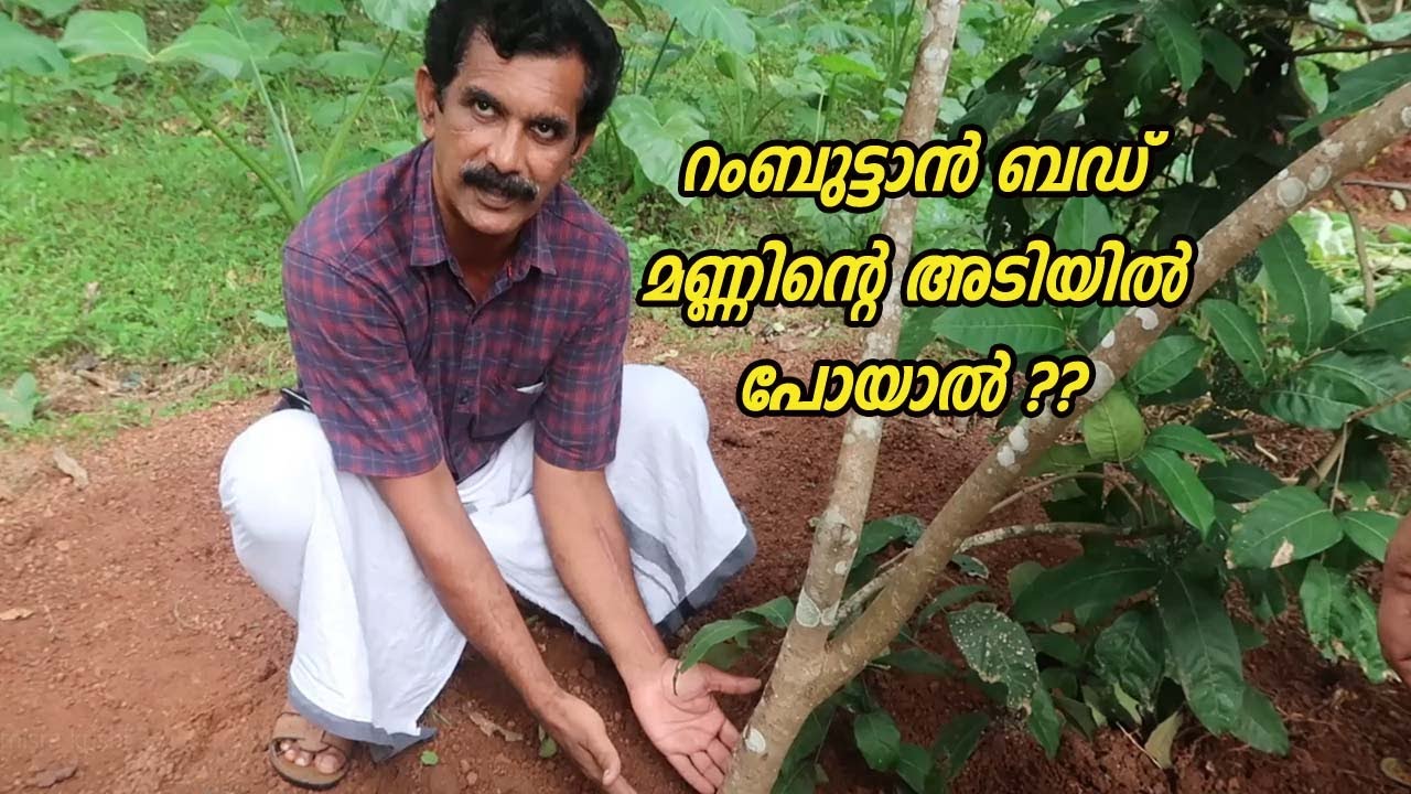 റംബുട്ടാൻ ബഡ് മണ്ണിൻ്റെ അടിയിൽ പോയാൽ  ജാതി തോട്ടത്തിലെ സമ്മിശ്ര കൃഷി Rambuttan Farming Malayalam