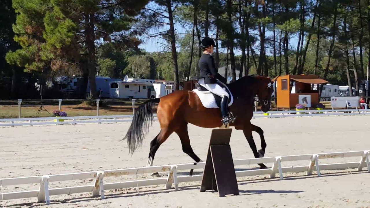 Barcelone de Hus Saumur 1 Tag - Ecuries Armorique