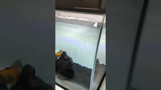 Fluval flex 57L with Ehiem compact 1000 pump upgrade.