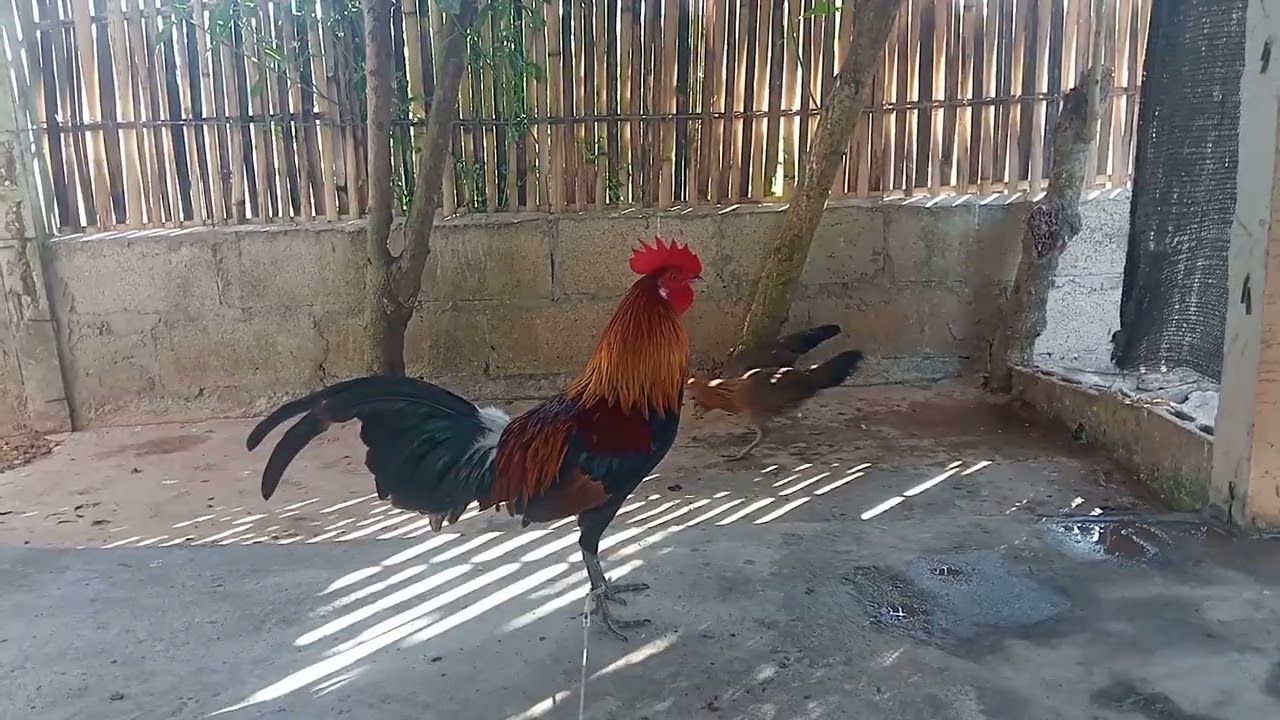 23 (1) qaib dib tuaj zoo heev nawb . 2026