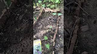 Download Lagu Kebun Buncis Ungu!!! Buncis Ungu dari Belanda di Merauke!!! MP3 Download Lagu Kebun Buncis Ungu!!! Buncis Ungu dari Belanda di Merauke!!! MP3