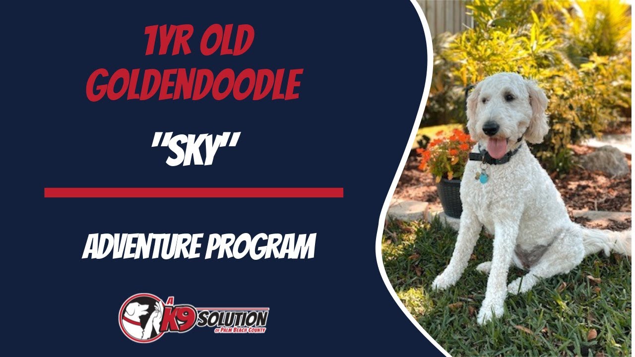 🐶Dog Trainers Palm Beach County / Dog Training Palm Beach County 🦮