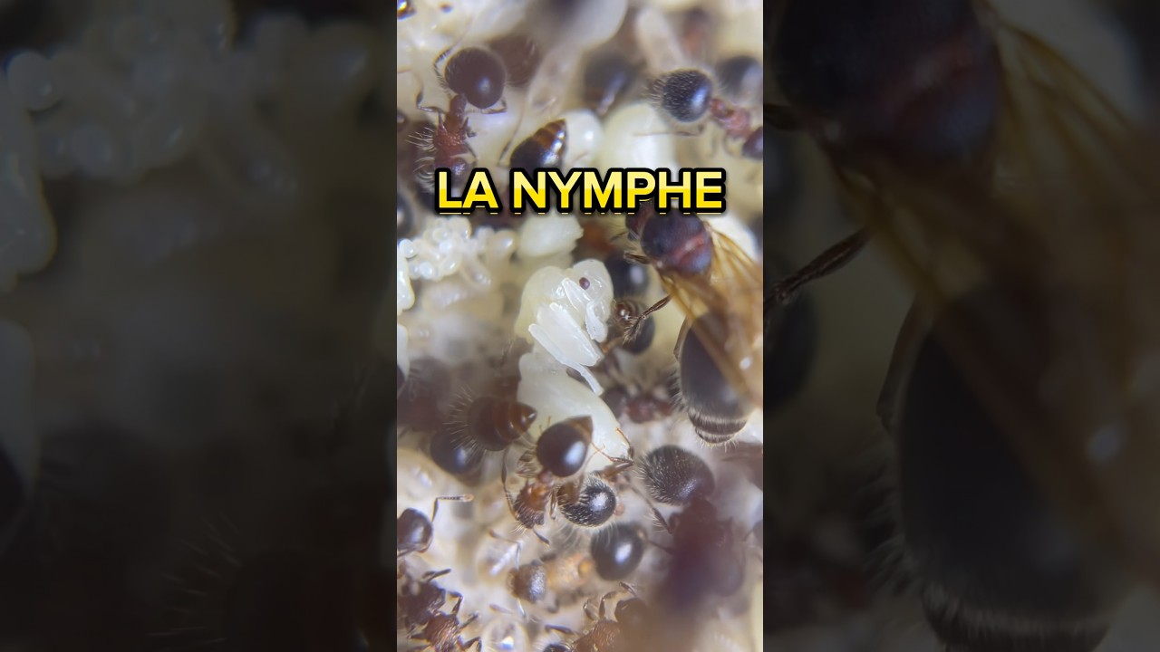 Comment naissent les fourmis ? 🐜🤔