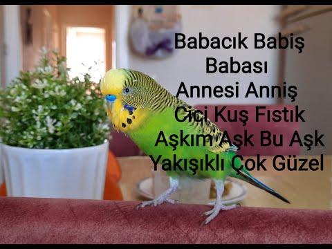 Babası Babiş Anniş Aşkım Cici Kuş...Dinletin Muhabbet Kuşunuz Konuşsun