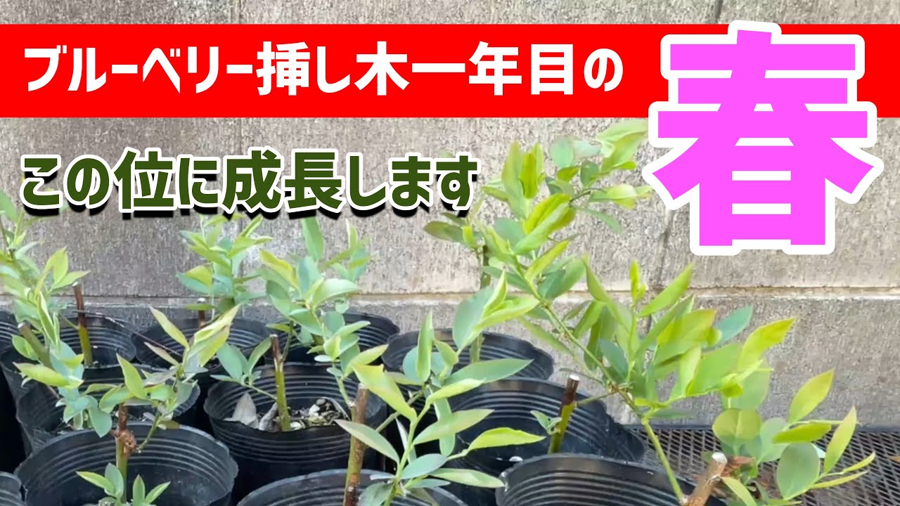 ブルーベリー栽培 一年生苗木の管理方法と成長のご報告です 肥料は少しずつが良いと思いますよ Youtube