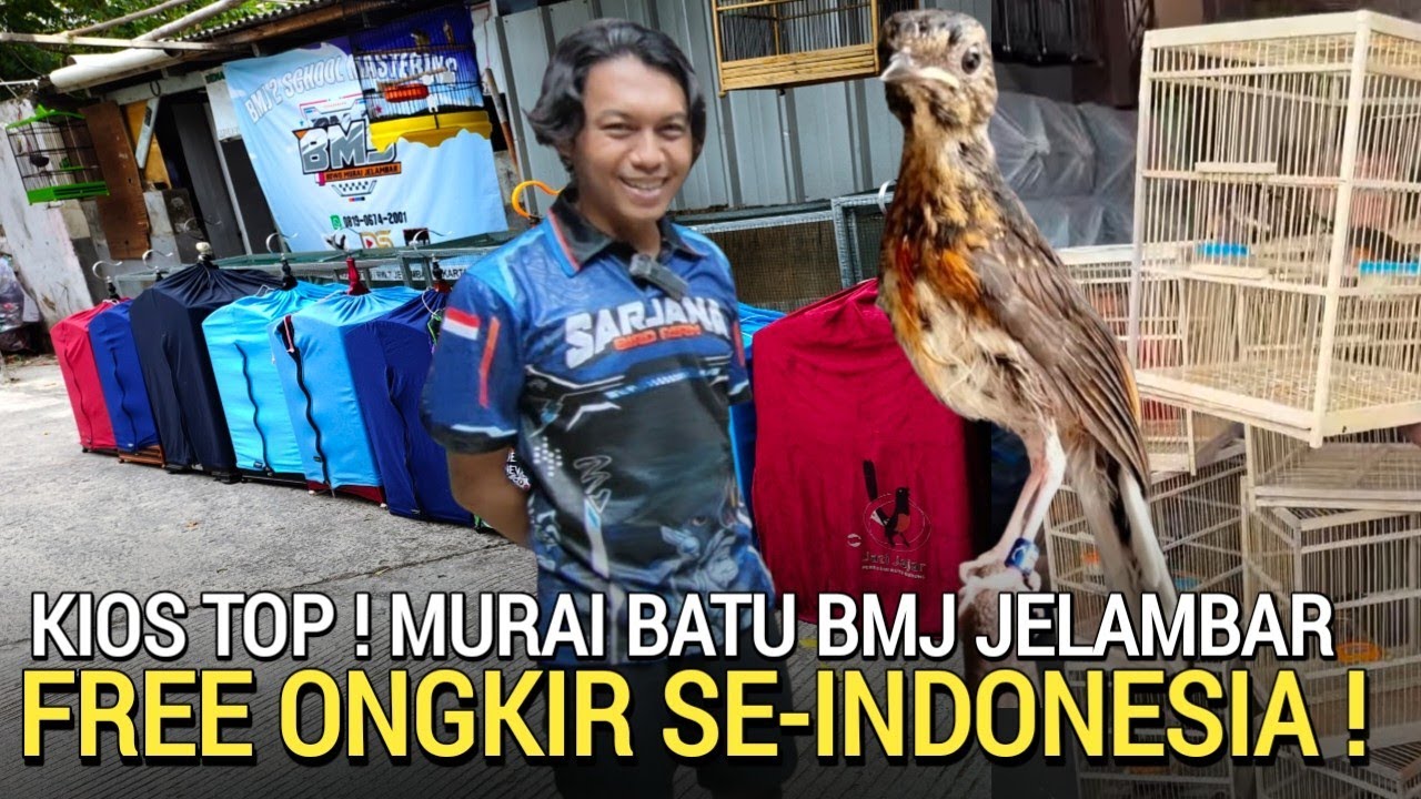 UPDATE ! BELI 1 GRATIS 1 EKOR MURAI BATU FREE ONGKIR SE-INDONESIA BOWO MURAI JELAMBAR JAKARTA 