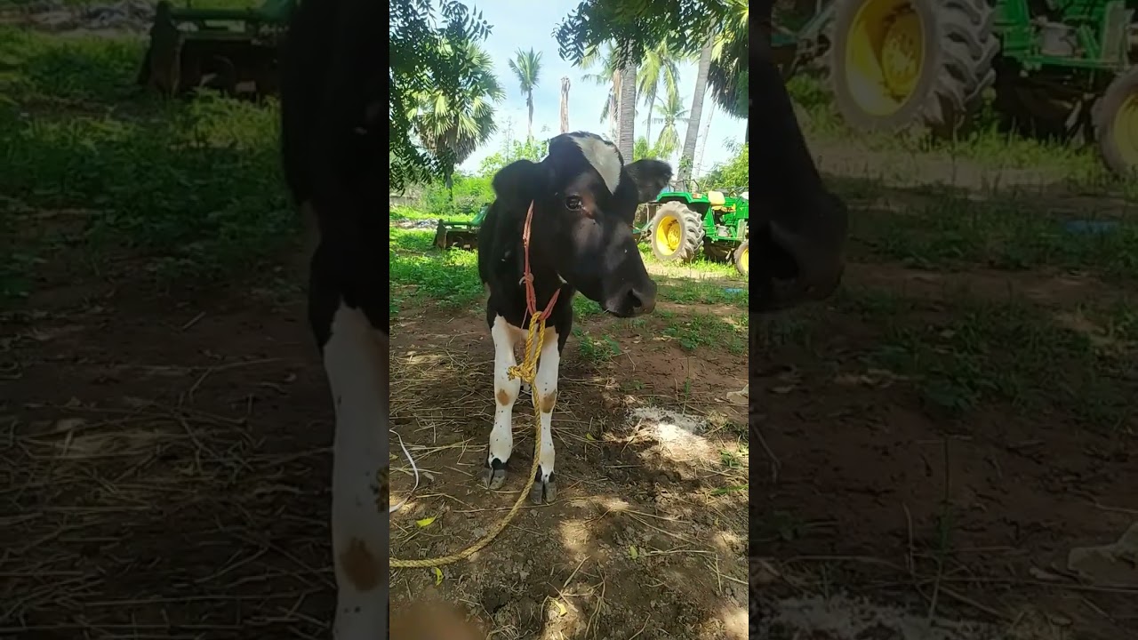 Sir, I am not African monkey.