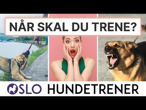 Video: Gjør hunden din til en meme med bare din telefon og fri tid