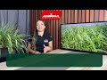 Setembro é decisivo compre sementes de capim Agromax com suporte técnico garantido