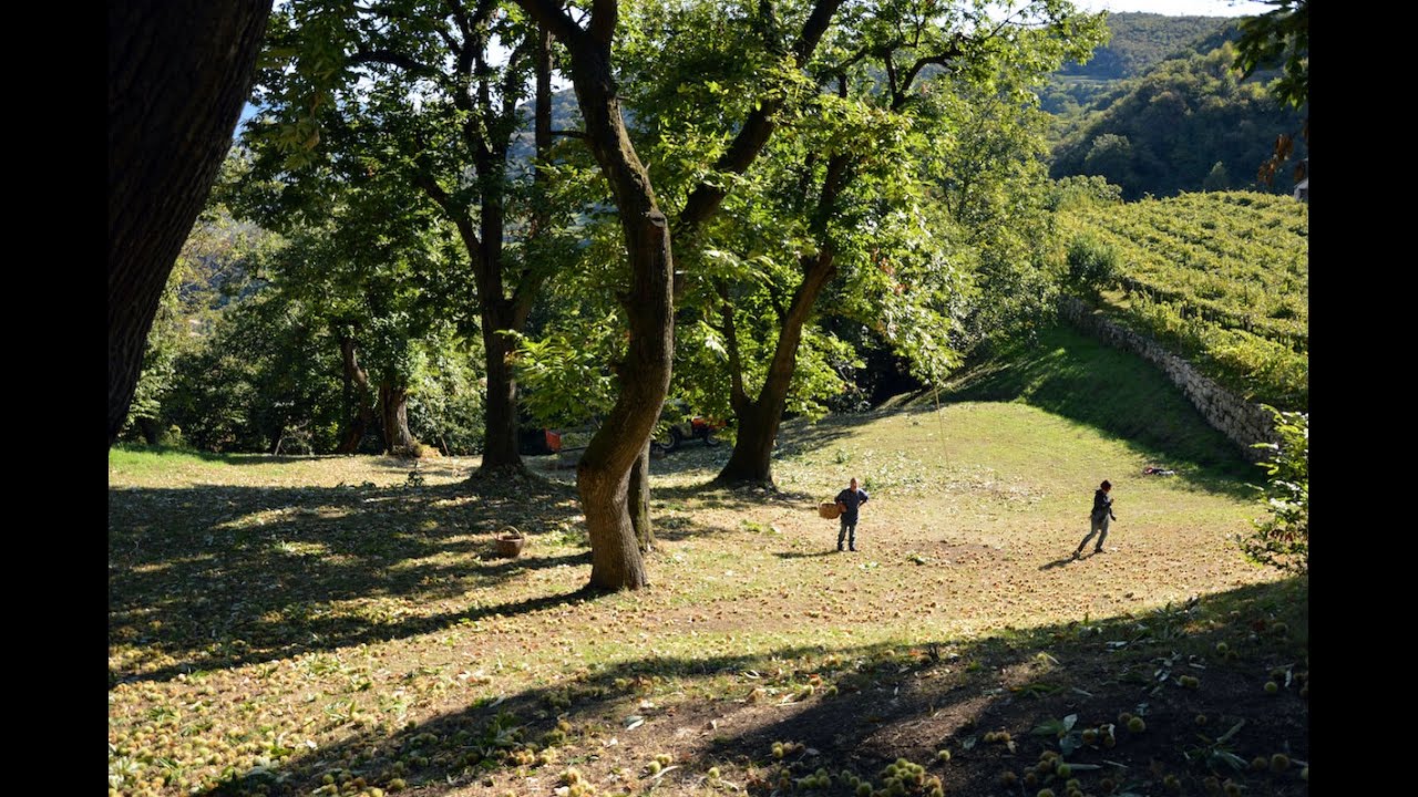 CASTIONE, PATRIA DELLA CASTANICOLTURA