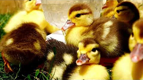 Watch the video about Cutest ducks in the world that will make you smile!