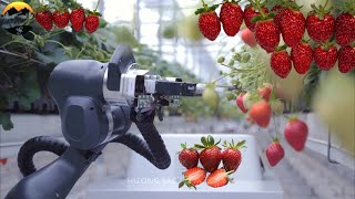 These Robots Will Change Strawberries Harvesting FOREVER