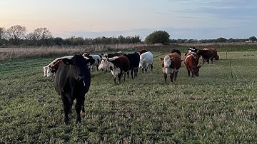 Strip grazing fodder beet uk