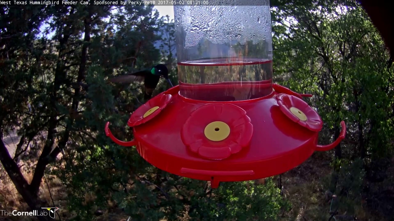 Black-headed Grosbeak Interrupts Hummingbirds on Feeder — May 2, 2017