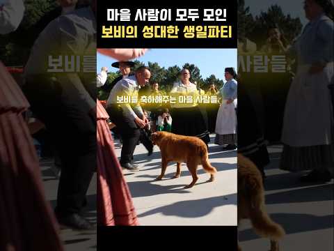 노령견 보비의 성대한 생일파티 thumbnail
