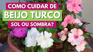 Como Cuidar De Beijo Turco, Impatiens, Sunpatiens Dicas E Plantio C Meu Quintal
