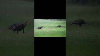 Double beard gobbler... #birds #wildlife #hunting #turkey