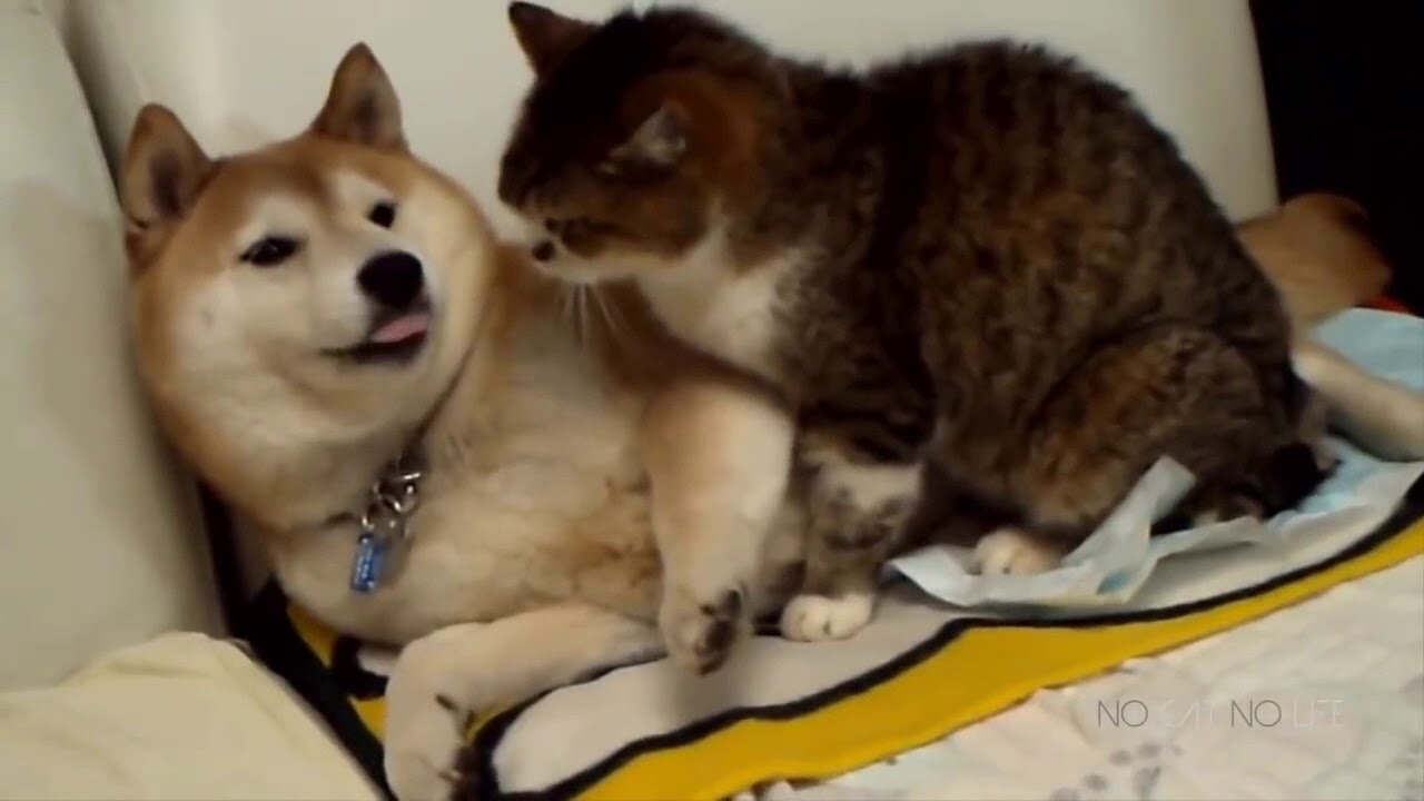 Funny Pets Moments🐶 - YouTube
