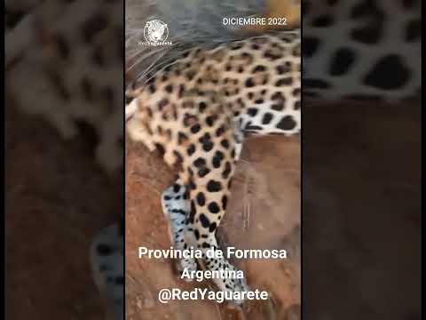 Yaguarete matado por cazador en Formosa