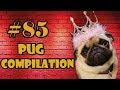 NEW ! Pug Compilation 85 - Funny Dogs but only Pug Videos | Instapugs
