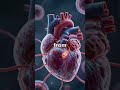 How Heart Muscle Begins to Die
