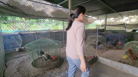 Nrog wb ob niam tub pub qaib os