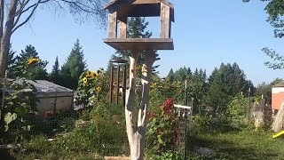 Saying goodbye to the garden... and watching the solar eclipse