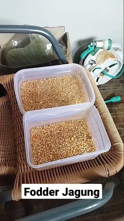 Cara Buat Fodder Jagung