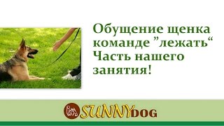 Лежать Обучение щенка Это часть нашего занятия Лежать Обучение щенка Это часть нашего занятия