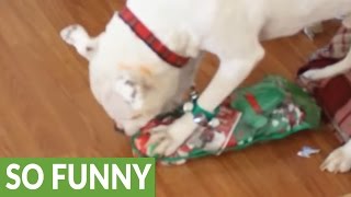 Super excited dog thrilled to open Christmas present