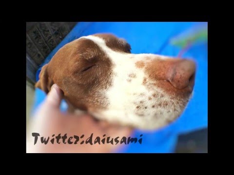 『ひまわりと子犬の7日間』の宮崎県東部保健所からあと三日で殺処分されるところだったワンちゃん のその後