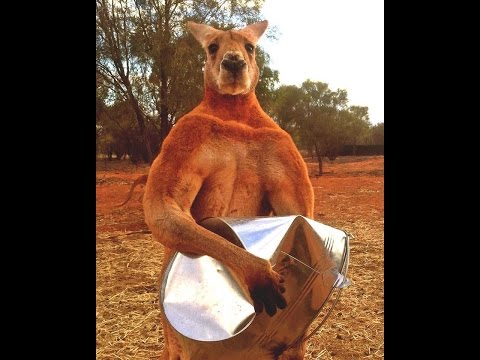 7 secrets of Roger The Kangaroo, Strongest Animal Bodybuilder Ever [france, italy, spanish ]