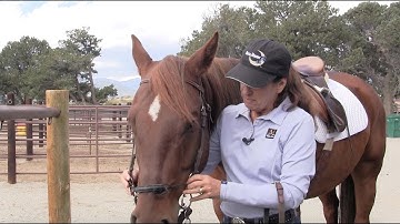 Myler 3-Ring Combination Bit: Adjusting Your New Bit with an English Bridle