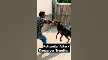 Rottweiler Attack Dangerous Training #session #613 #shorts #rottweiler #dogtraining