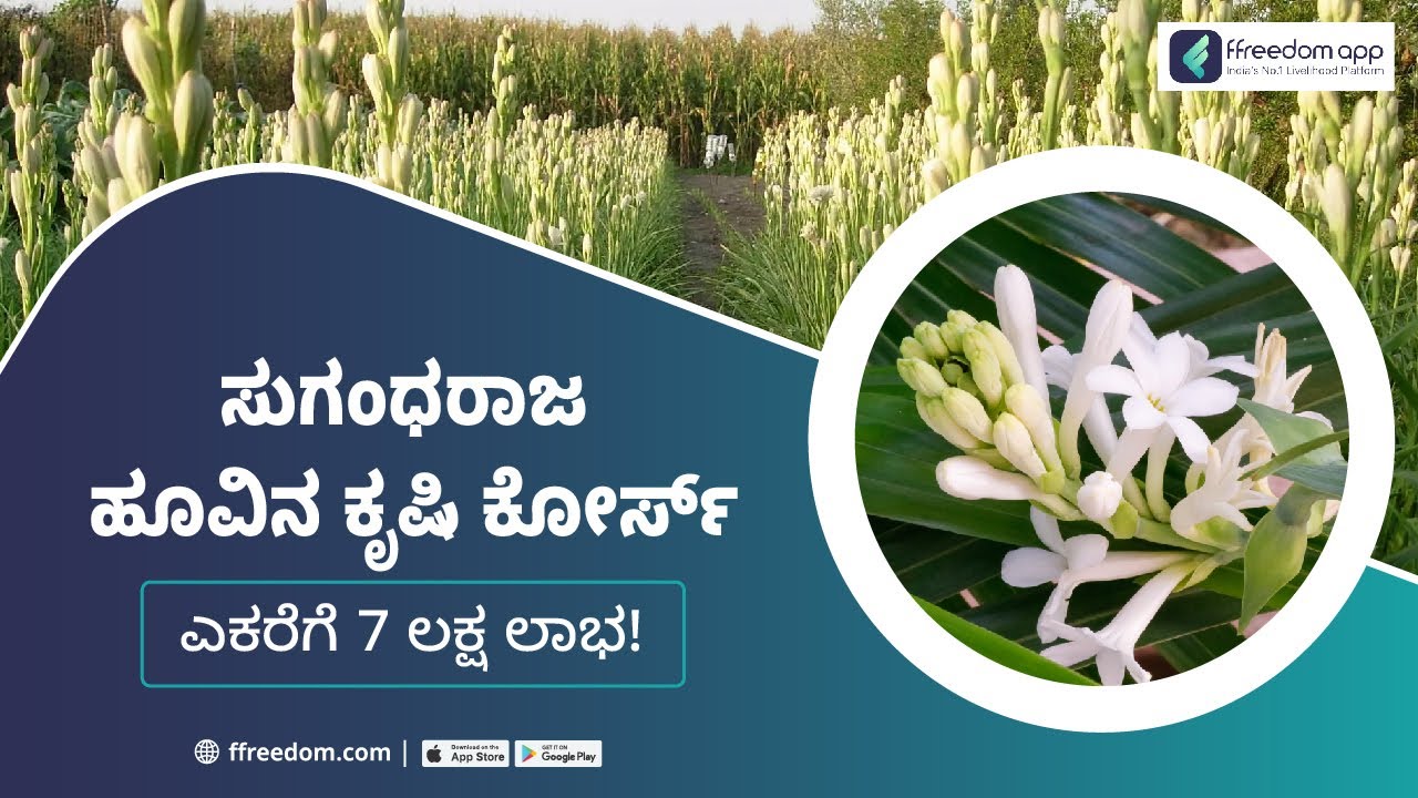 Tuberose Flower Farming Course Trailer in Kannada ffreedom App YouTube