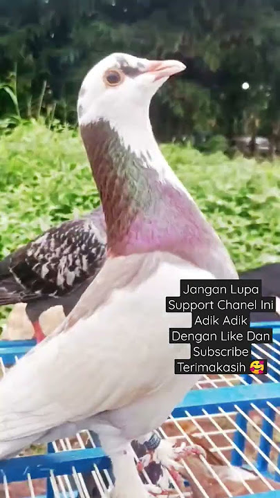 Burung Merpati/Dara Nich.. Senggol Dong #burungdara #burungmerpati #tiktok #jedagjedug #merpatiku