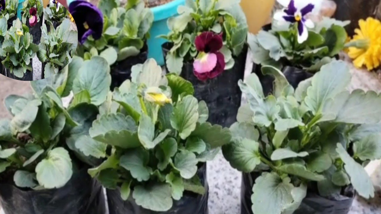  Pansy Flower Plant Care In Hindi  ll Pansy Flower Plant Session In India  ll