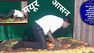 763 Video Mayur Asana,Pet Ki Bimariyon Ko Dur Karne, Mutra Vikar Ko Dur Karne Ka Accha Aasan