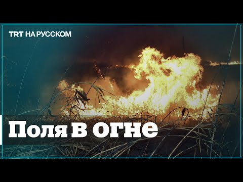 Еврейские поселенцы уничтожают