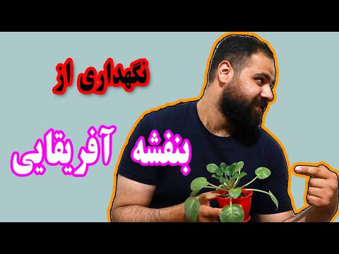 تصویری: رشد بنفشه آفریقایی: نکاتی در مورد نحوه مراقبت از بنفشه آفریقایی