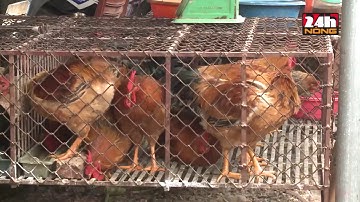 KHUYẾN CÁO CỦA CƠ QUAN THÚ Y TRƯỚC DỊCH BỆNH CÚM GIA CẦM AH7N9