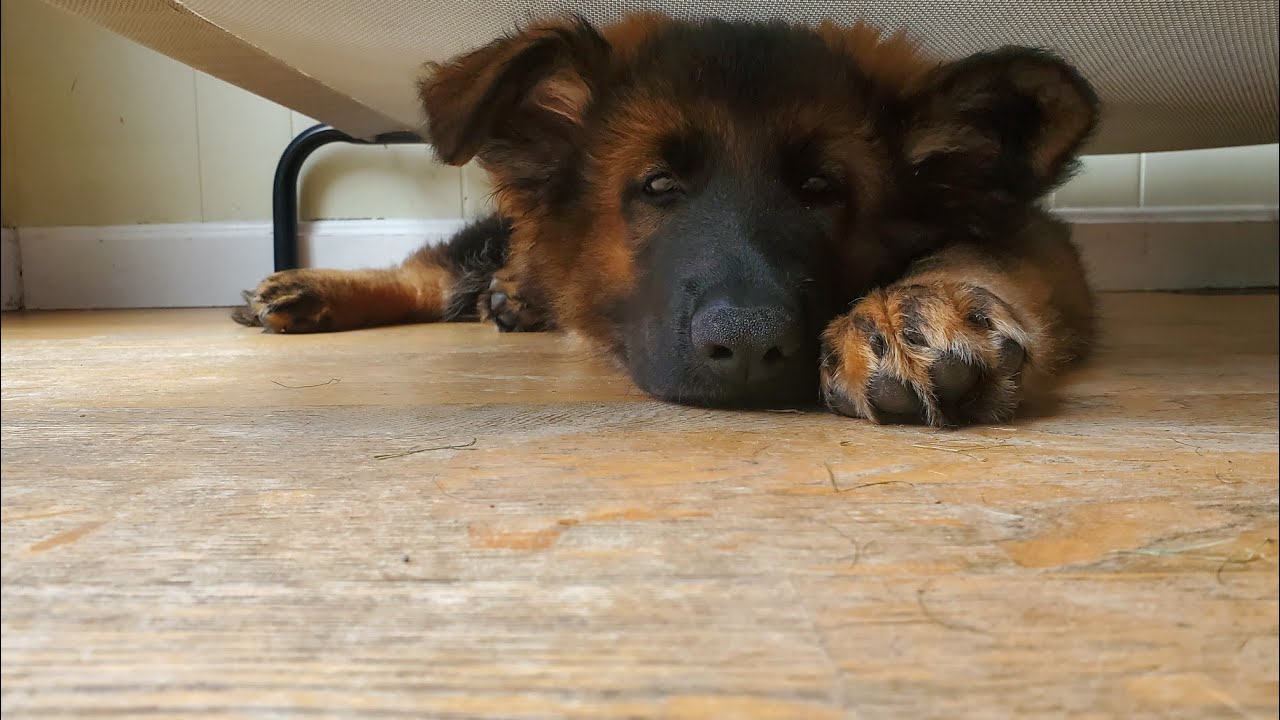 Gsh Rottie Rottie & GSD puppy - YouTube