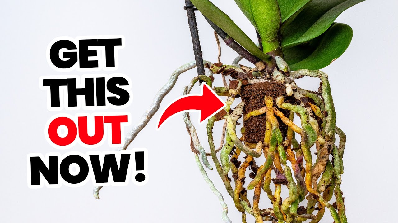 Немедленно избавьтесь от этого секретного средства для уничтожения растений!