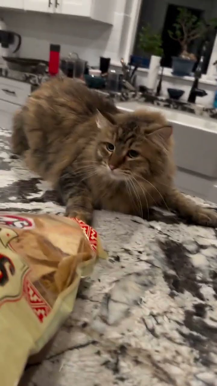 funny  cats