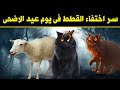 أين تذهب القطط يوم عيد الاضحى وتختفي تماما ؟ سبحان الله ؟ اجابة ستدهشك !